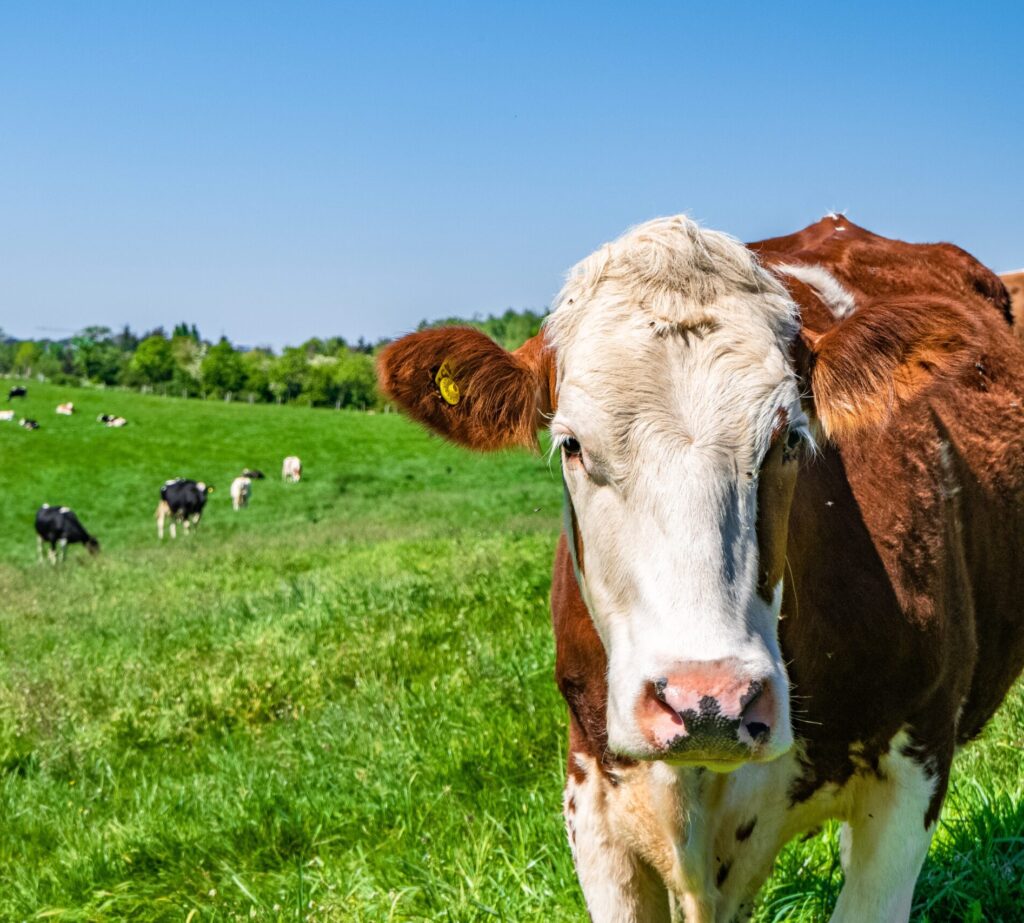 cow