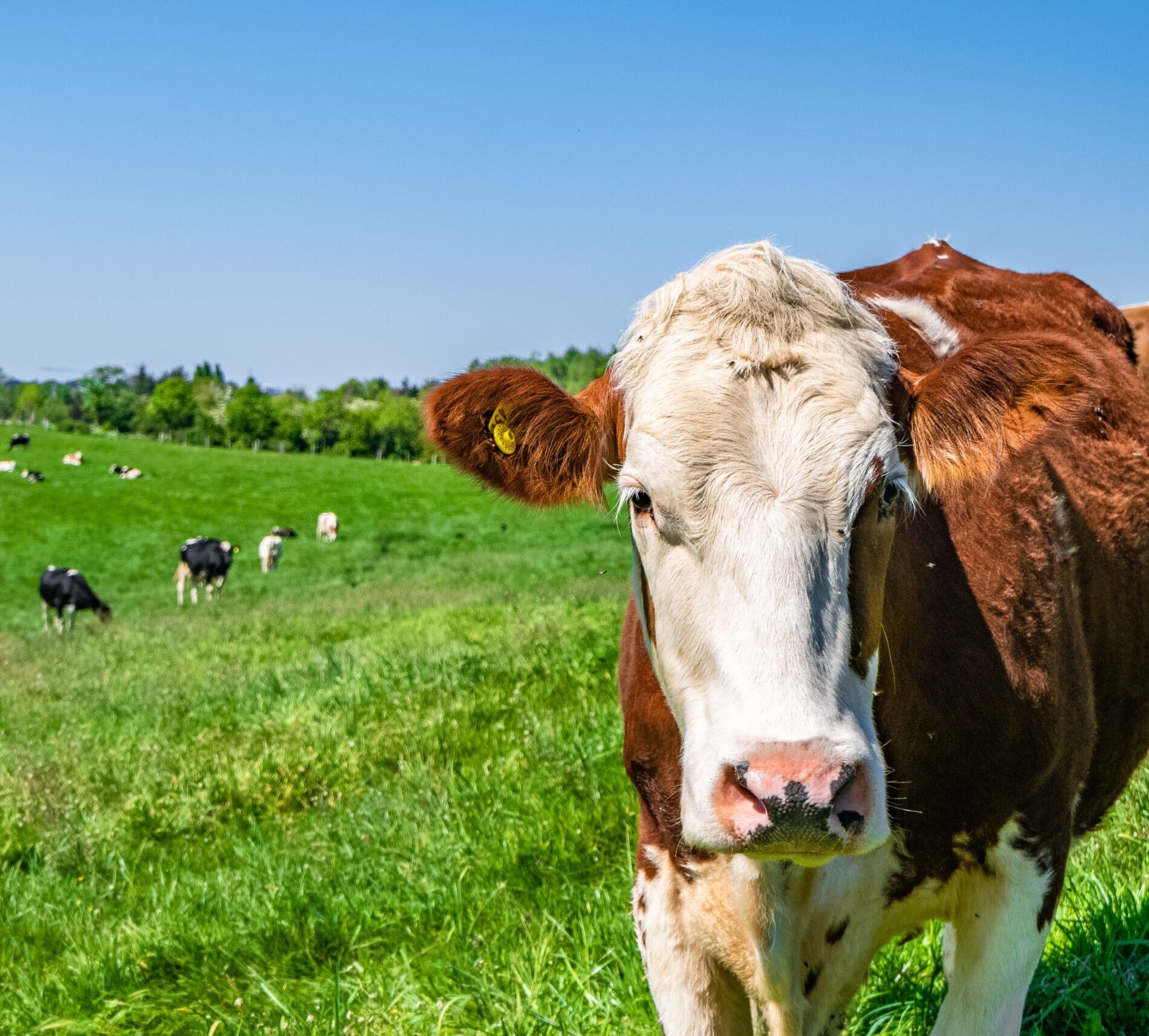 cow