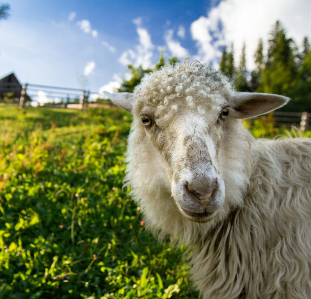 sheep